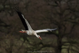 Wildlife Tierfotografie Weißstorch