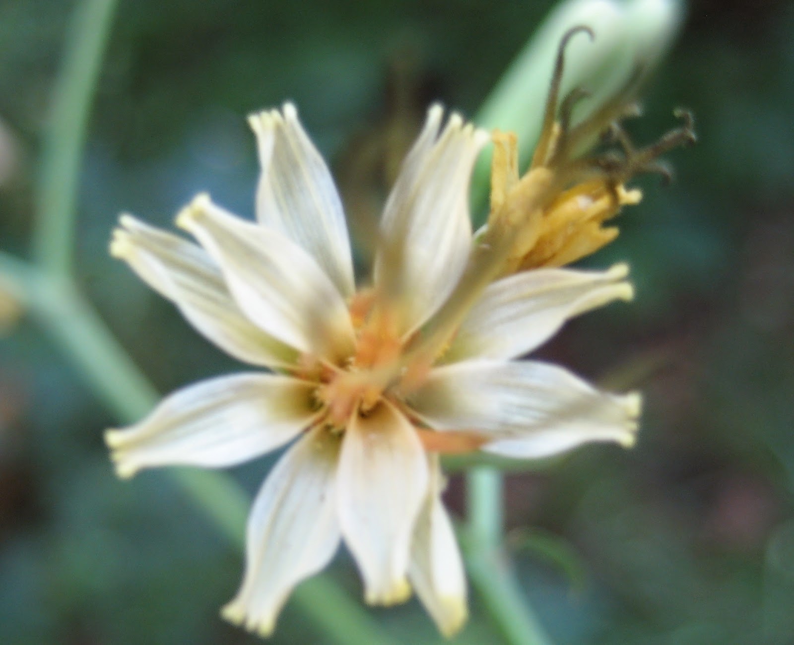 Discovering His Creation: White rattlesnake-root, White lettuce