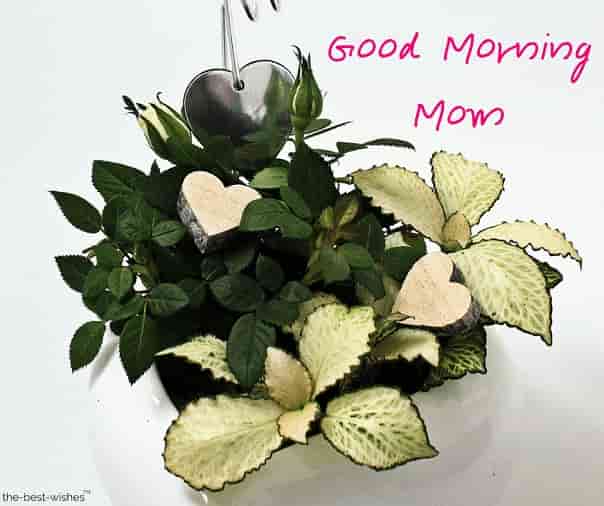 good-morning-mom-pic good morning mom pic