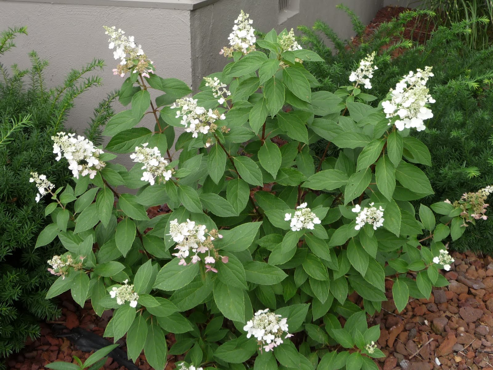 Limelight Vs Little Lime Ask An Expert