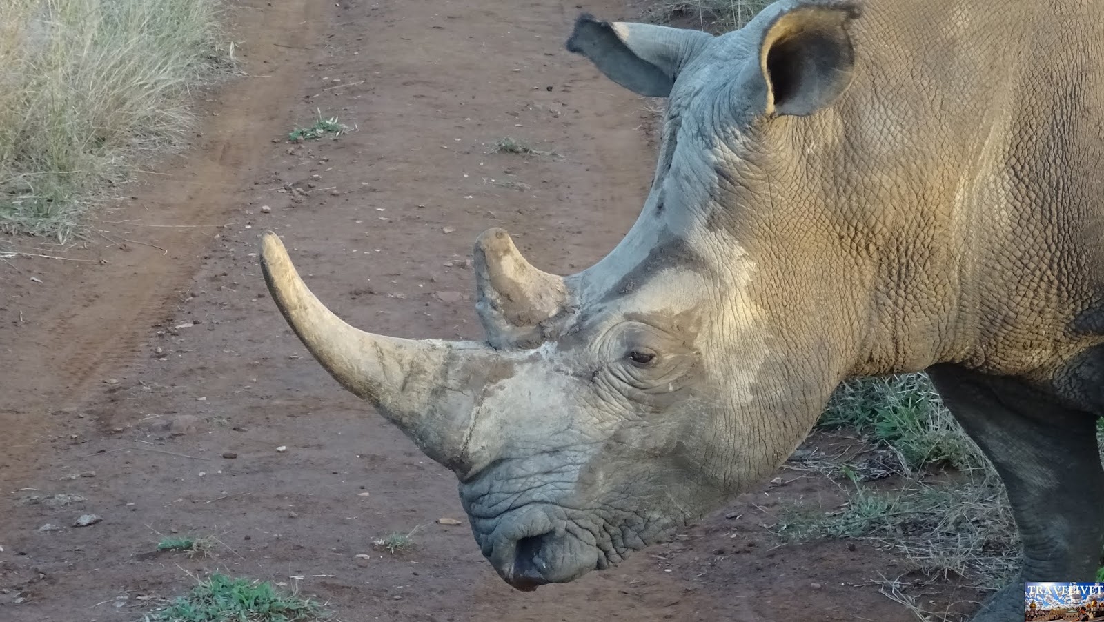 Safari Mkhaya Game Reserve du Swaziland Rhinocéros