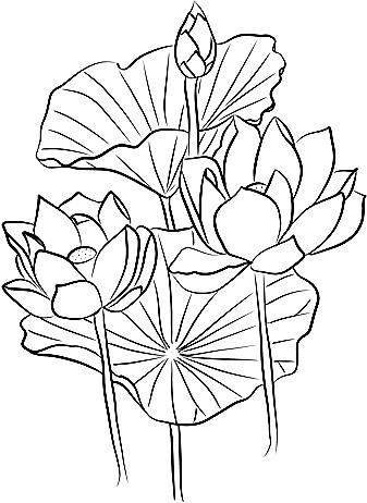 Tranh tô màu hoa sen 5 « in hình này