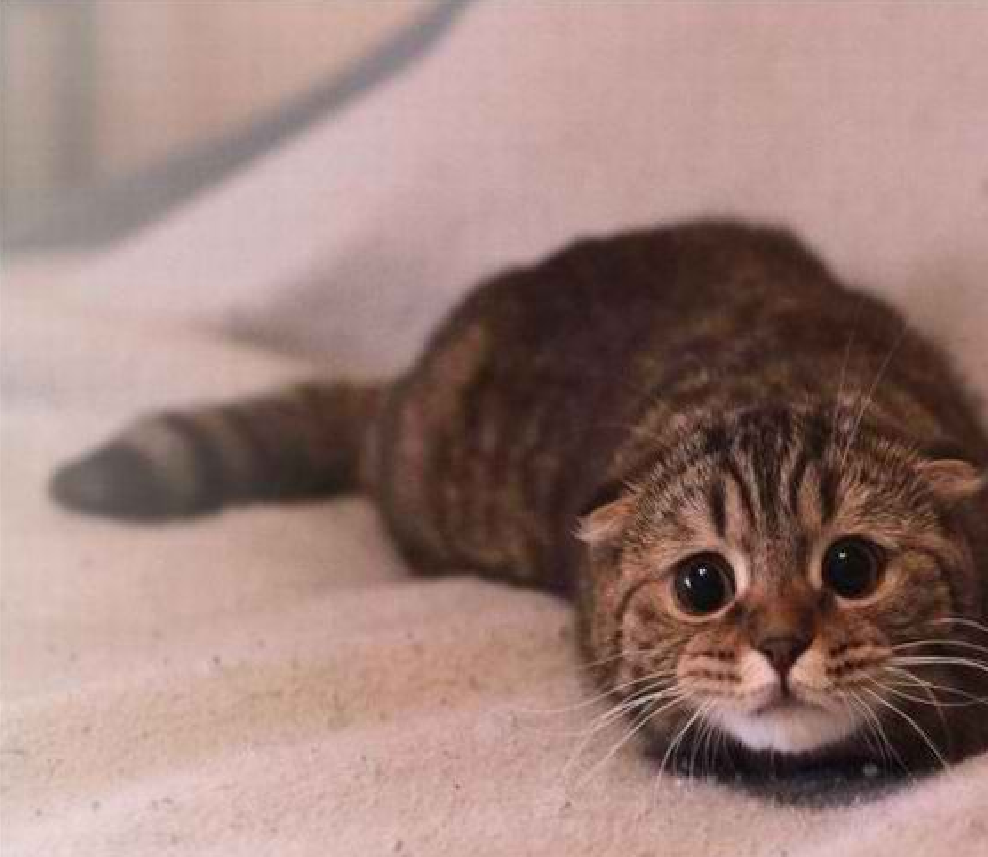 Cats: Clues to cat's Moods