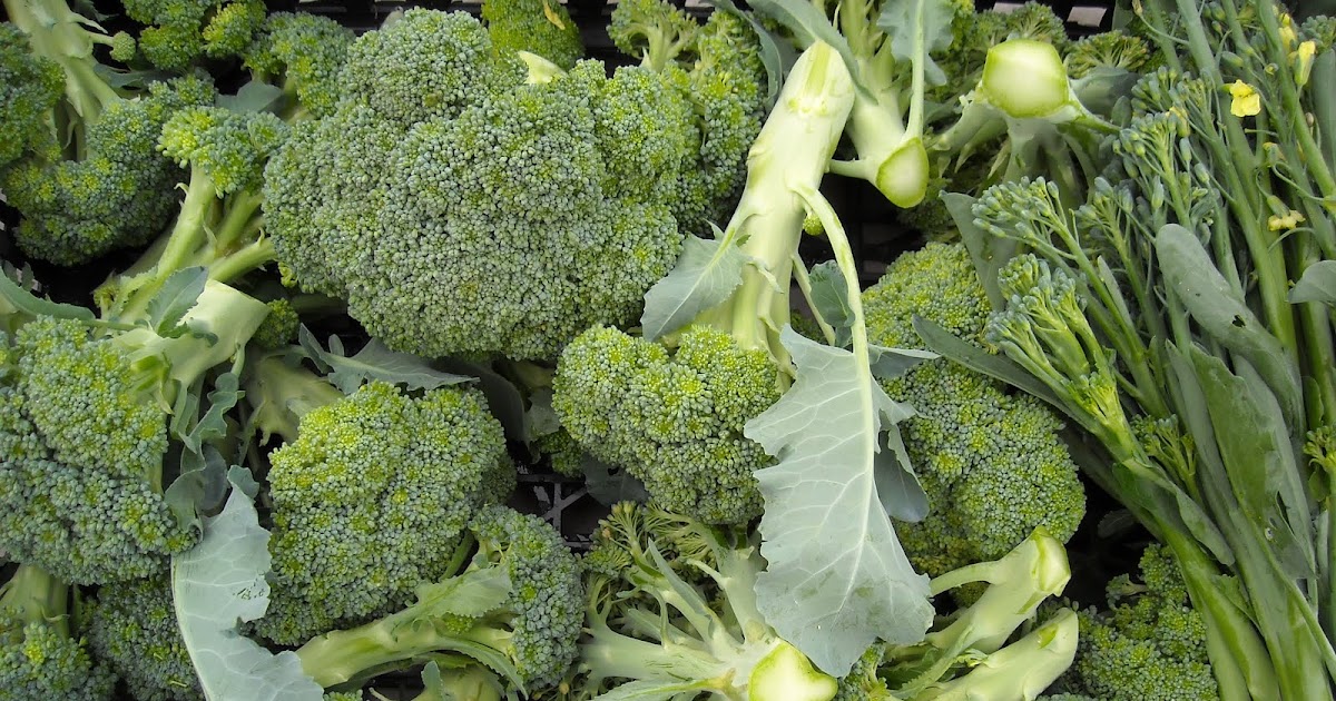 さとう家の野菜畑 ブロッコリー