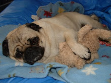 Pug with his Teddy Bear