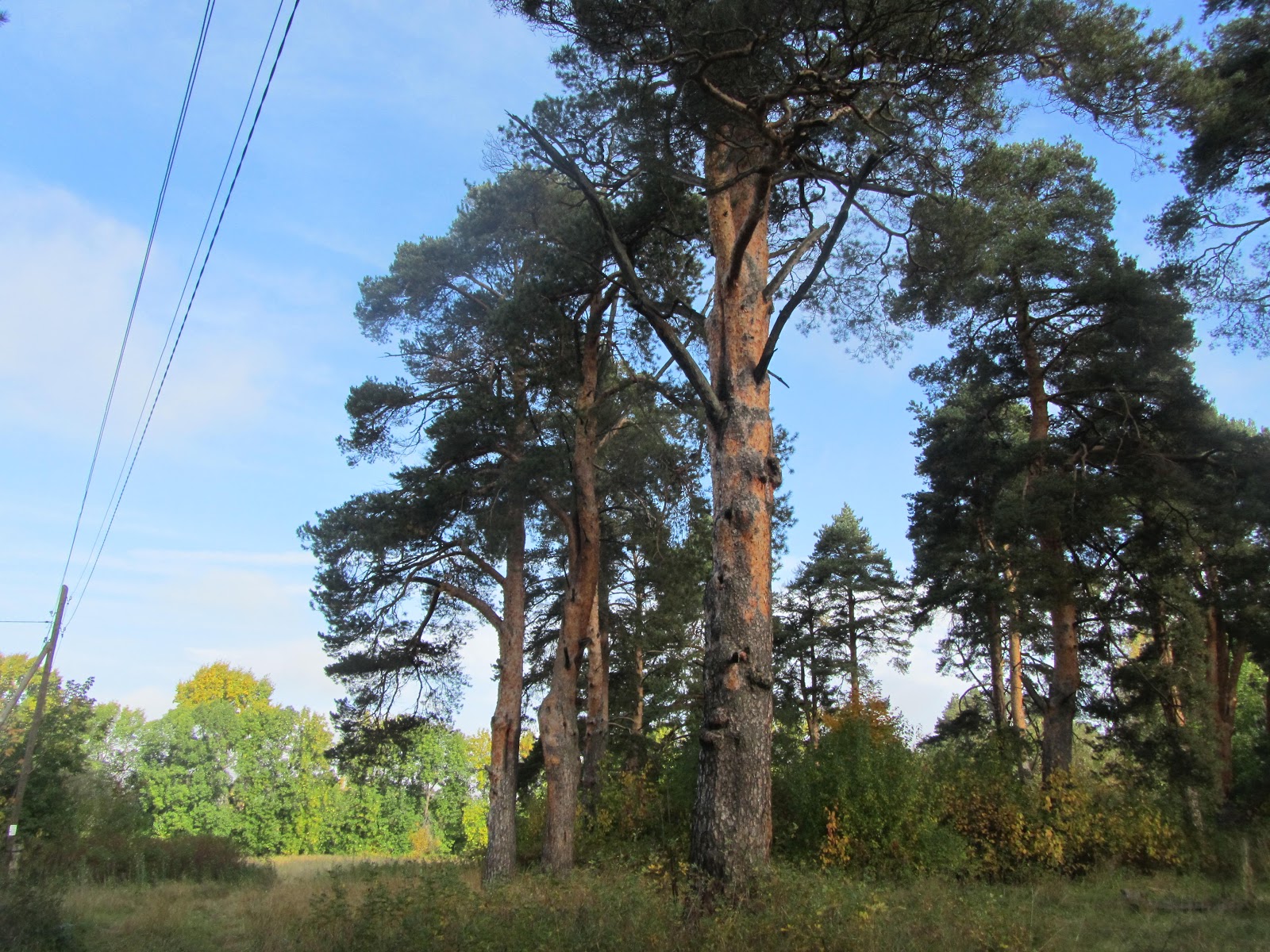 Заречный парк в кирове