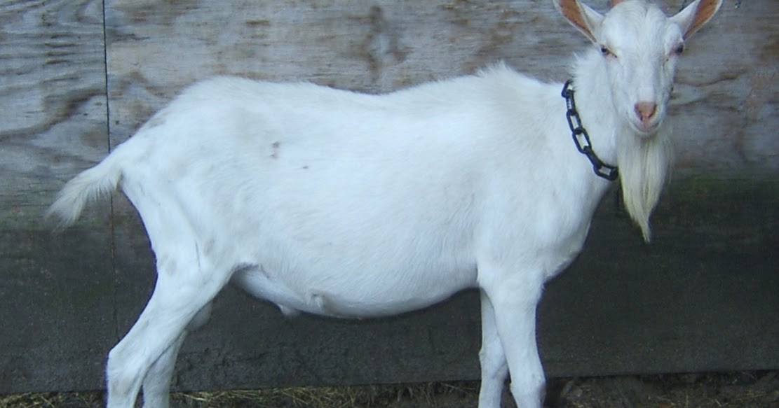 Saanen Dairy Goats