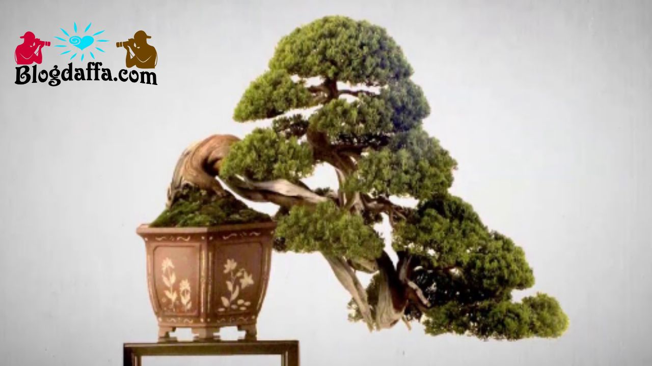 Hama dan penyakit bonsai kemuning Hama dan penyakit bonsai kemuning