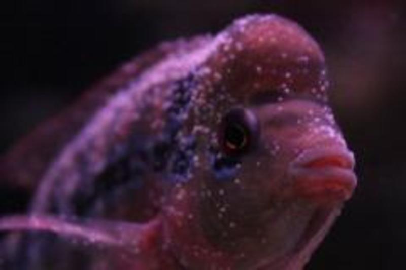 FlowerHorn Tips Flowerhorn Diseases and Cure Itch / White spots