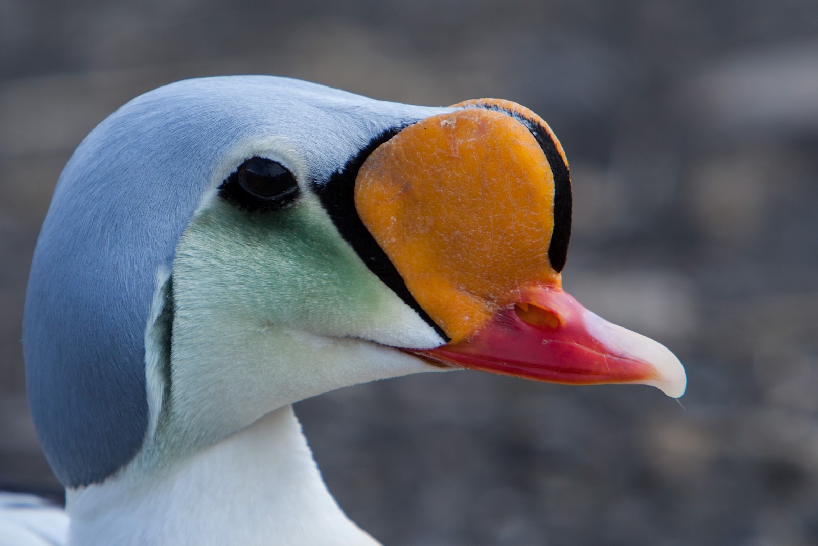 Svalbarði fundinn The eider ducks have arrived