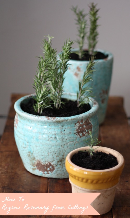 How to Regrow Rosemary Cuttings 