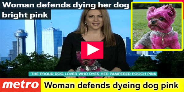 Woman defends dyeing dog pink... Discover the public reaction !!