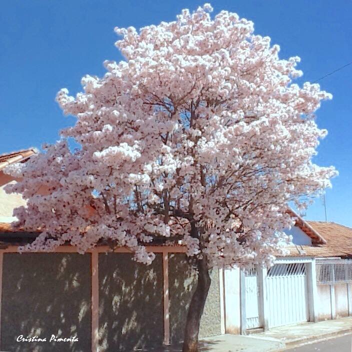 A florada dos Ipês brancos ~ Conheça Minas