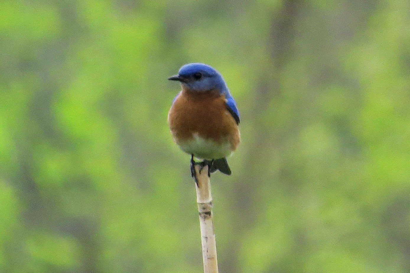 Penelopedia Nature and Garden in Southern Minnesota Bluebird in Soft