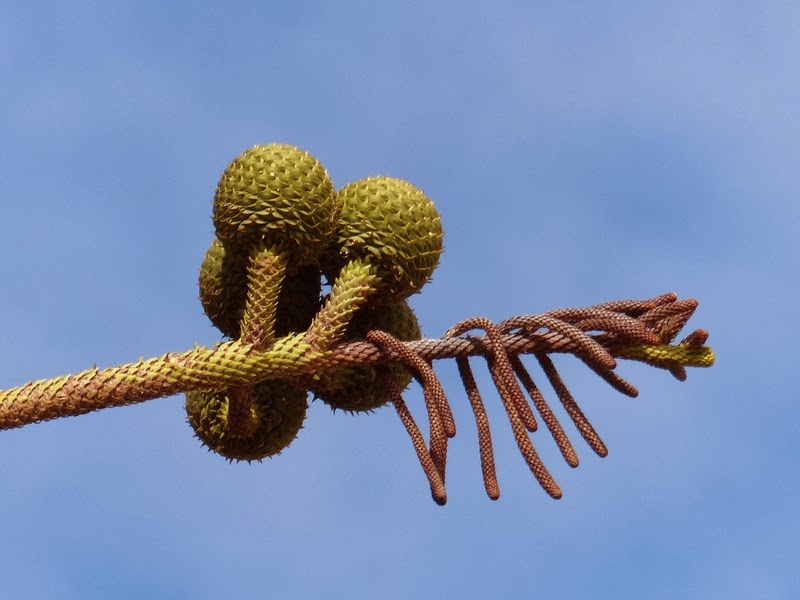 Pencilpix by Sue Clinker: 22/11: MARACAS AND STUFF