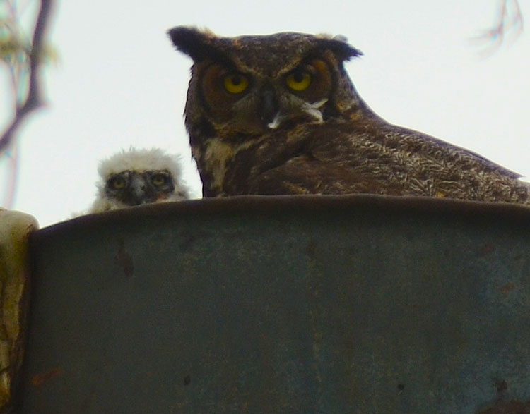 Red and the Peanut A mama Great Horned Owl feeding her baby...