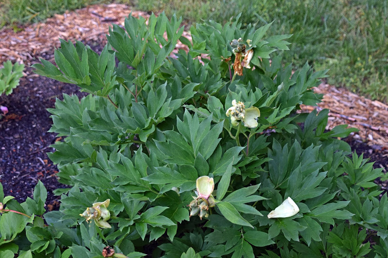 Southern Peony 2020 Transplanting An Intersectional Peony Bartzella In Spring To Grandma S House,How Long Is A Dog In Heat After She Stops Bleeding