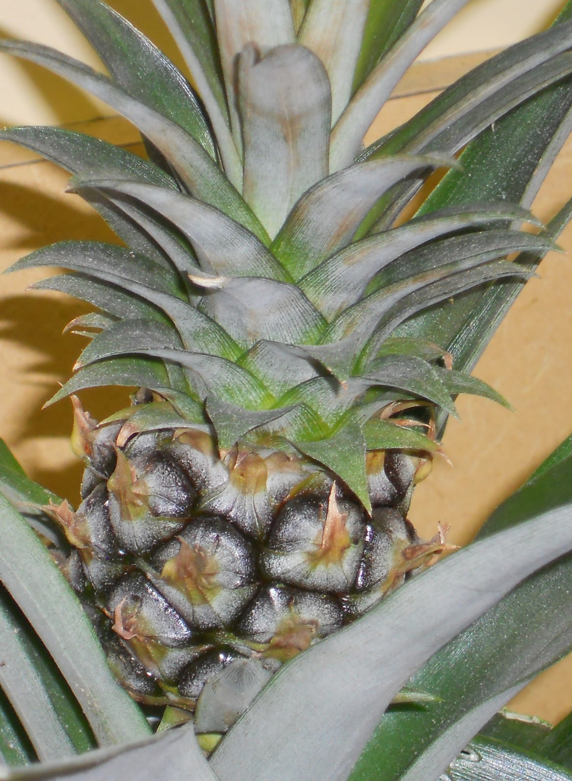 Lilac Gate Pineapple Plant