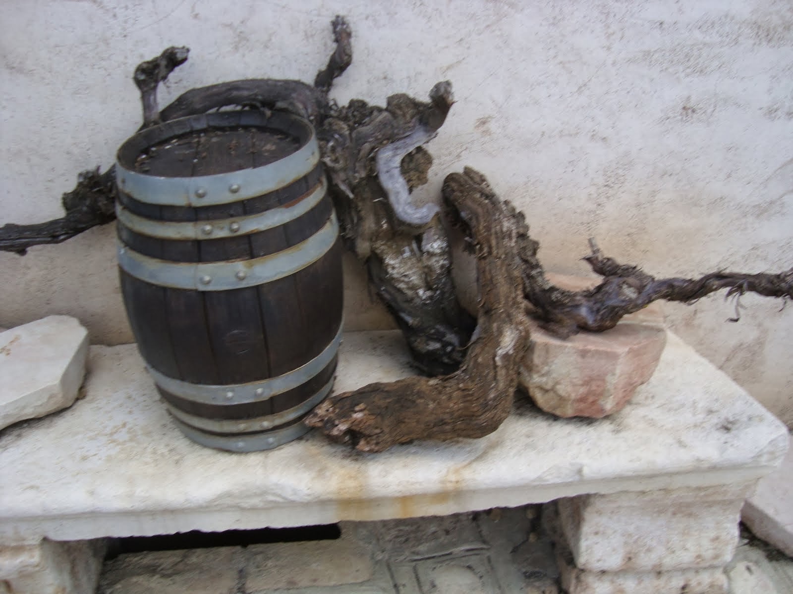 old vines at Cantina Gravner