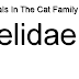 Felidae - Animals In The Cat Family