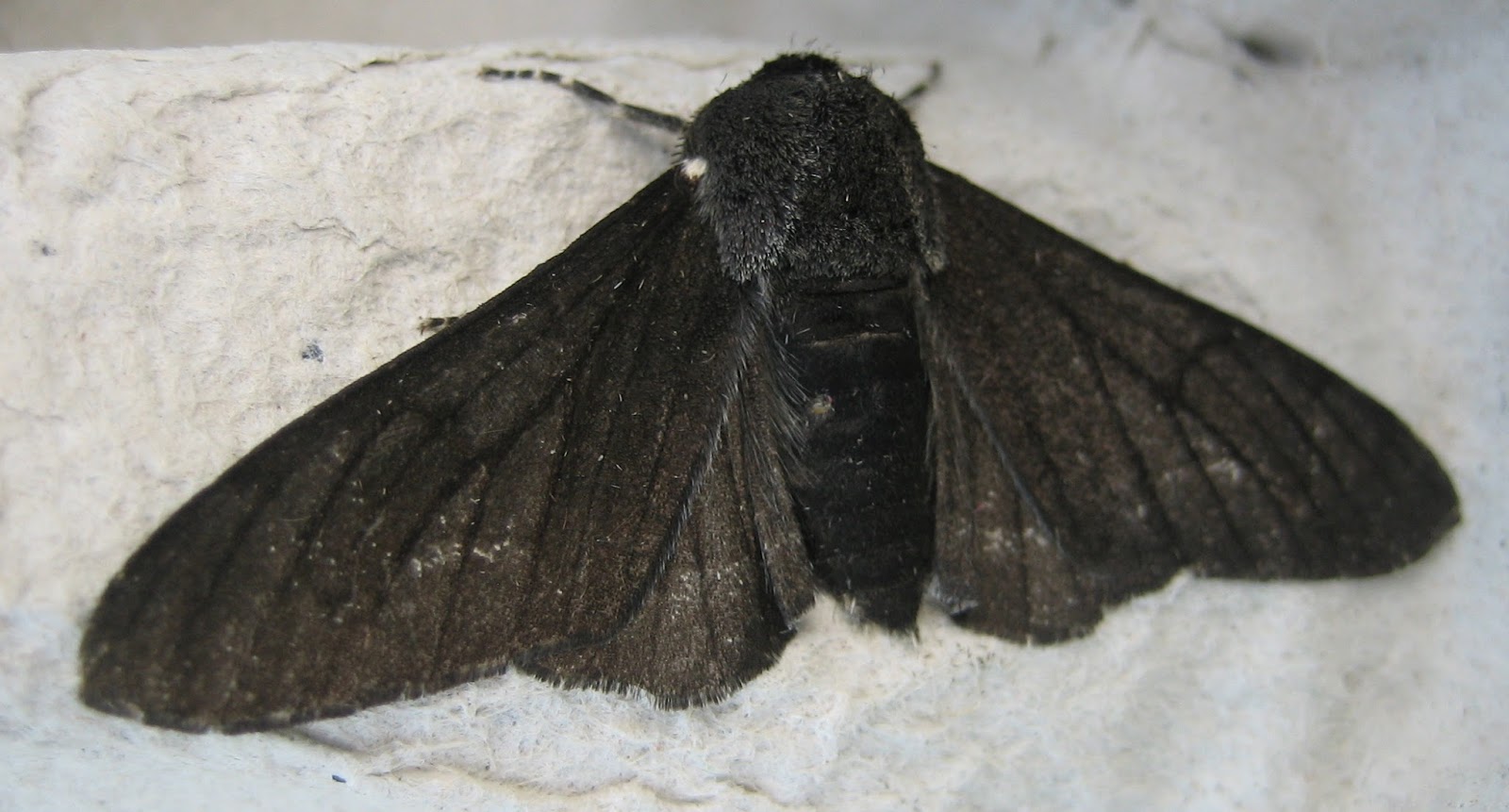 Martin s Moths Light And Shade martin-s-moths-light-and-shade