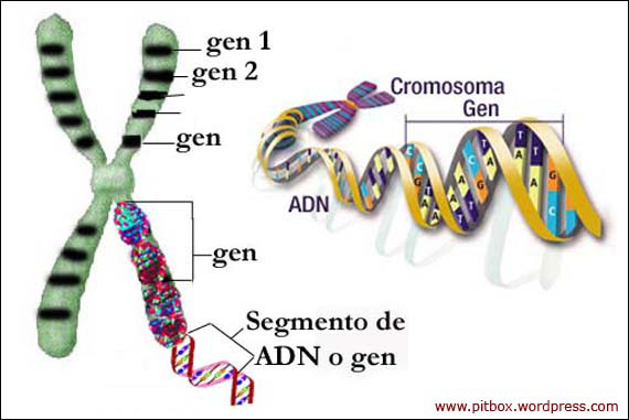 BiologÍa Ii Concepto De Adn Gen Y Cromosoma