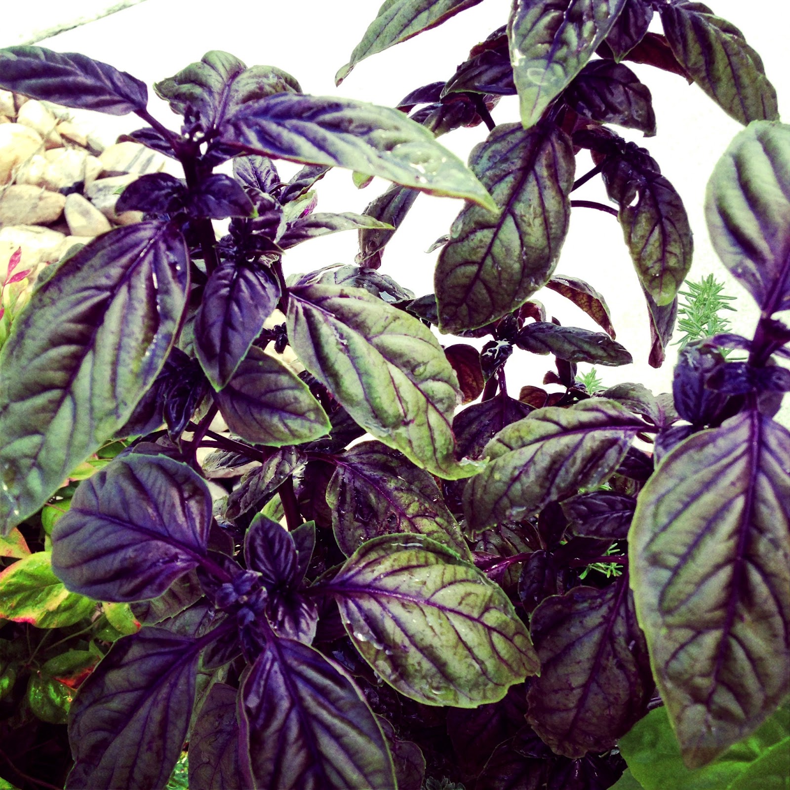 honestly delicious Cucumber and Avocado Salad with Purple Basil
