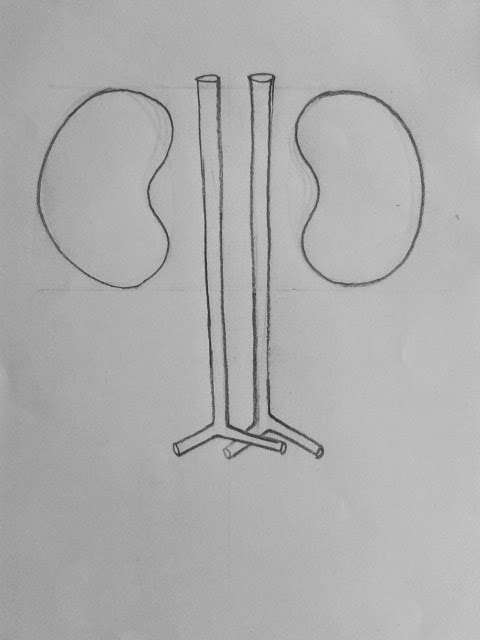 Kidney medical diagram poster Royalty Free Vector Image