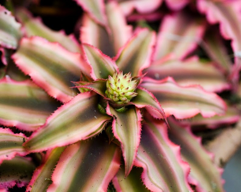 Indonesia Tourism: Macam-macam Tanaman Hias Bromelia