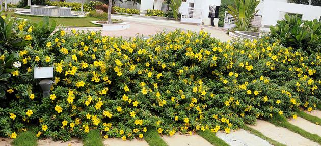 Viveiro Ciprest - Plantas Nativas e Exóticas: Alamanda Amarela Anã (  Allamanda schottii 