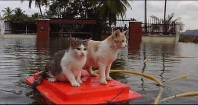 JOHOR AMAZING STORIES - Flood season of Johor