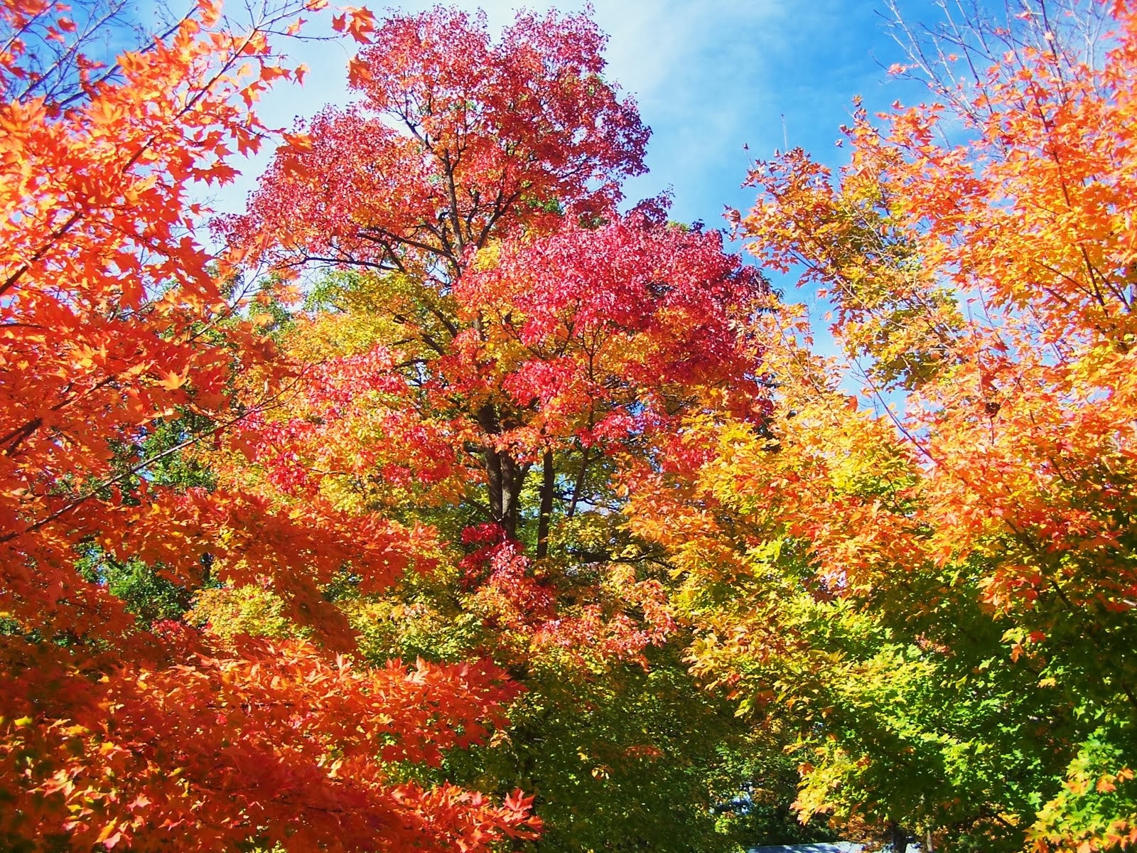 OLD NEW YORK The Sugar Maple