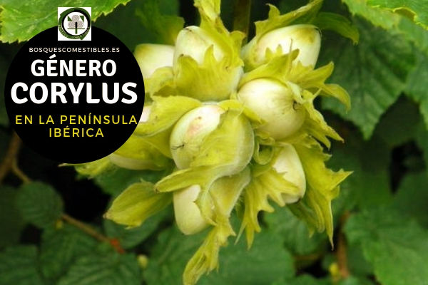 Lista del Género Corylus, familia Betulaceae en la Península Ibérica