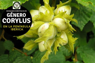 El género Corylus, arbustos o pequeños arbolillos que rara vez sobrepasan los 6 m. de altura y se ramifican abundantemente