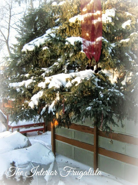 DIY Bird Seed Ornaments hanging on spruce tree with red ribbon