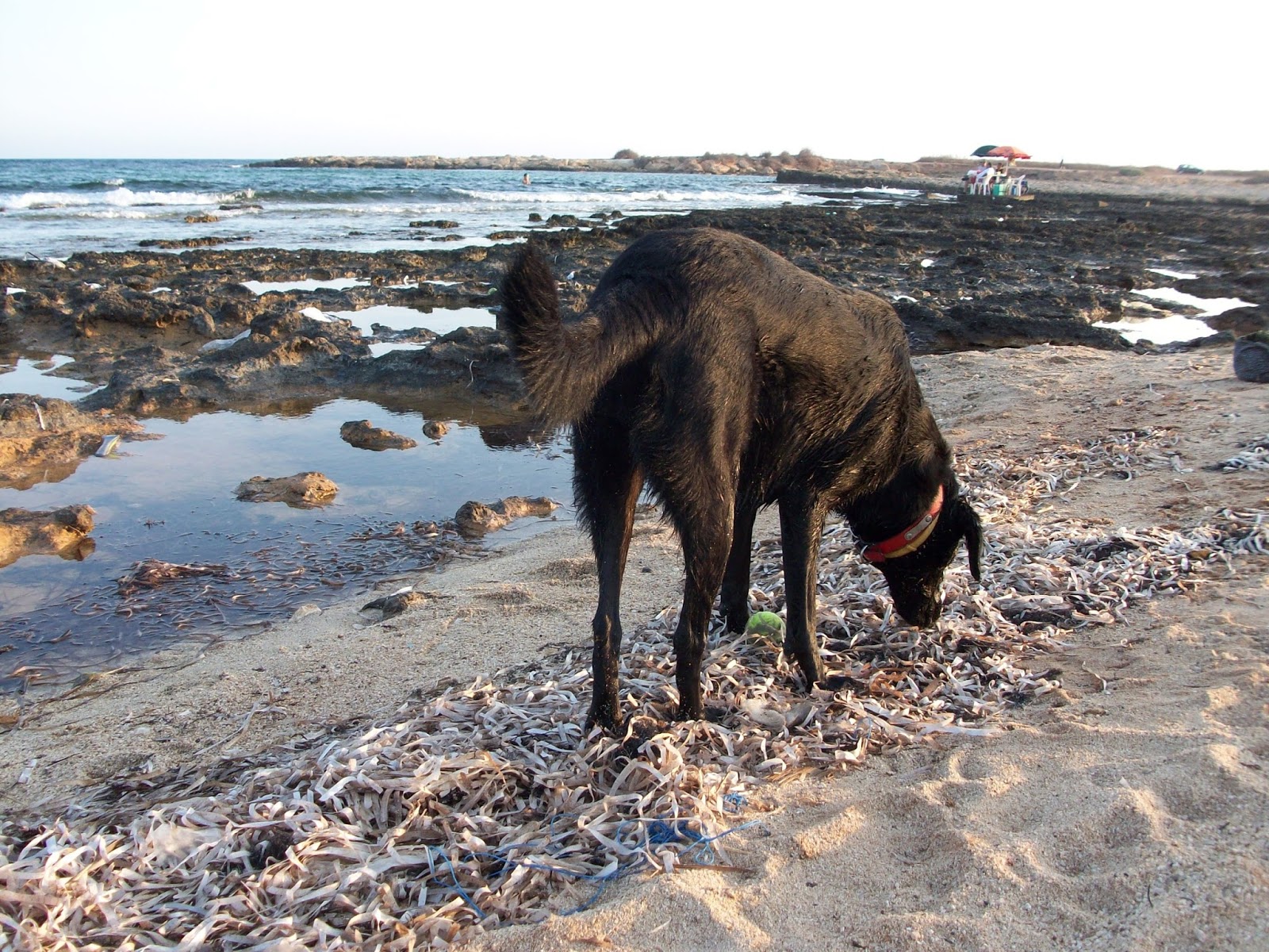Travel Cyprus With Your Dog Relax at the Dog Beach... with your dog
