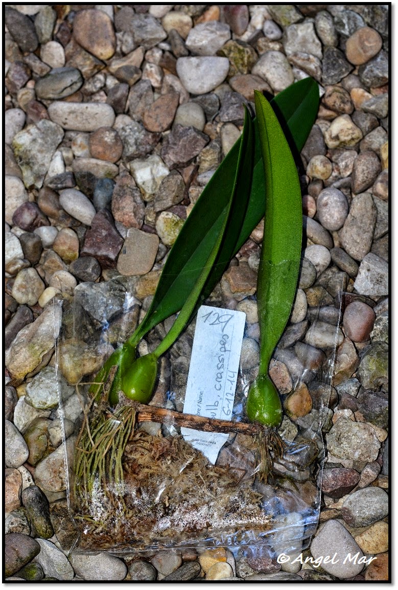 Orquídeas Blog de Angel Mar: Bulbophyllum crassipes (Colocación en soporte  de corcho)