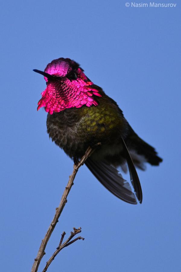 кубинский колибри шмель. колибри в тайланде. колибри карликовая пчелка. краснохвостый колибри. колибри самая маленькая птица.