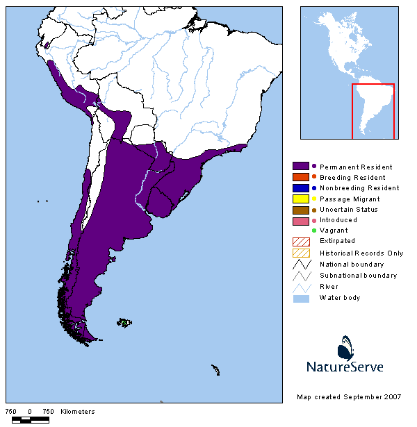 Gallineta Común Plumbeous Rail Pardirallus sanguinolentus (Swainson, 1838)