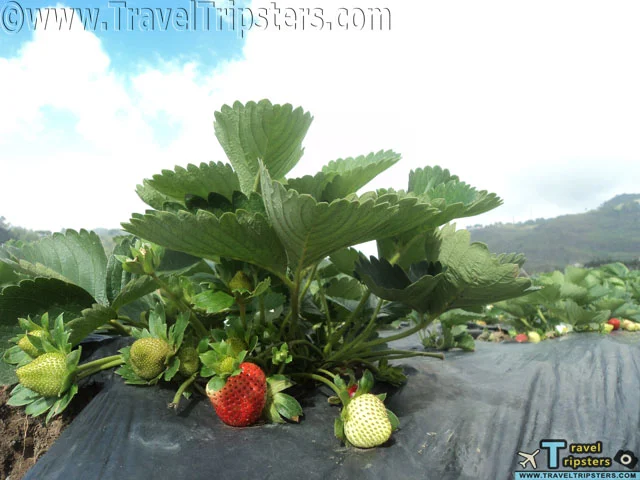 la trinidad strawberry farms