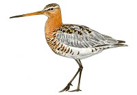 https://www.xeno-canto.org/sounds/uploaded/ZNCDXTUOFL/XC246705-Rycyk_Limosa_limosa_Poland_Jarek_Matusiak_20140524_10.mp3