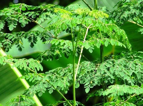 2000+ Gambar Daun Kelor Yang Bagus HD Gratis 2000+ Gambar Daun Kelor Yang Bagus HD Gratis