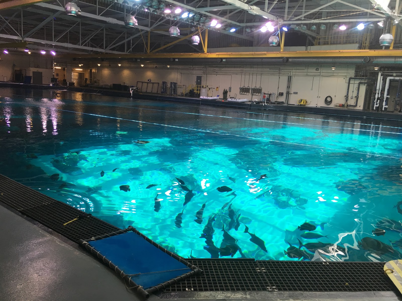 Little HIP Chicks Aquarium Field Trip