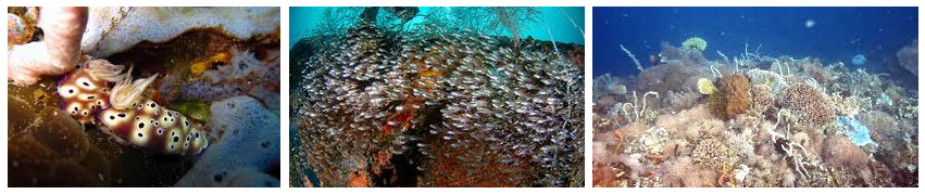 Diving, blok Tanjung Kailupa, blok Pulau Babua, blok Atol Pastofiri