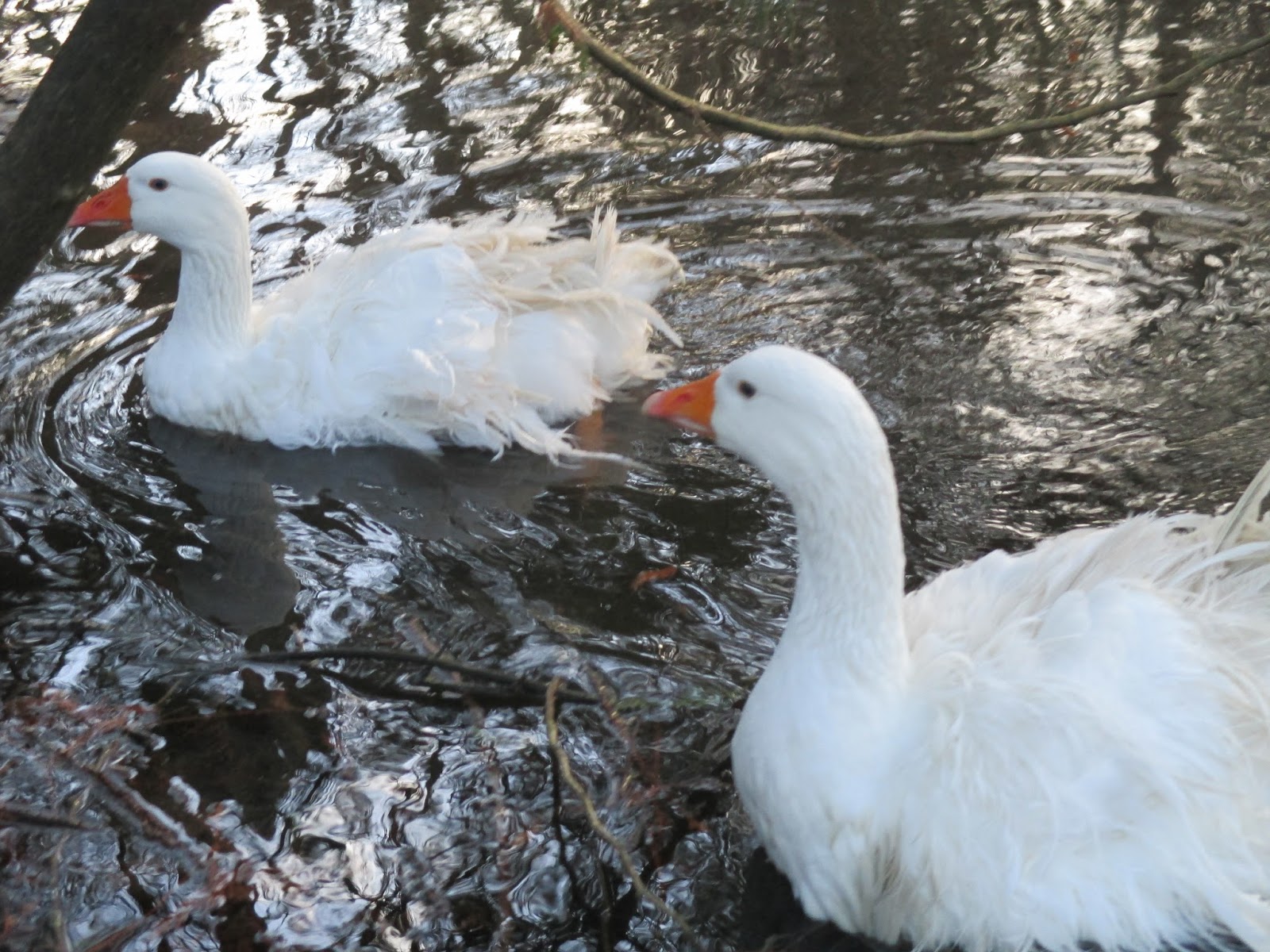From Cedar Pond to Laughing Dove Farm : Dancing Fairy ~ Frilly Geese ...