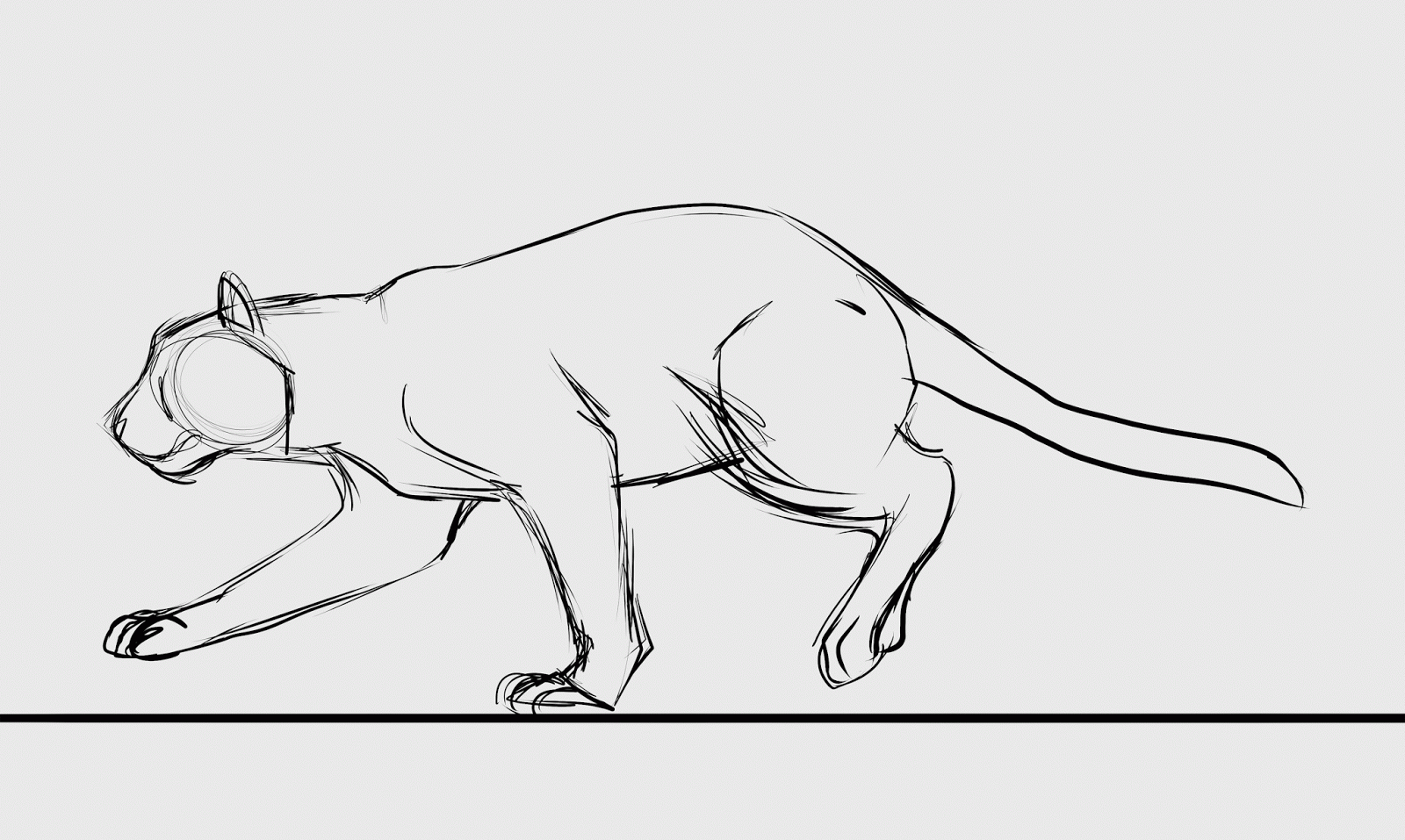 Как нарисовать пуму поэтапно