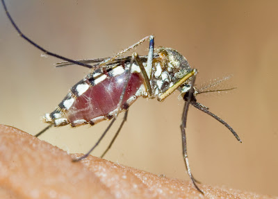 Mosquito Mosquito