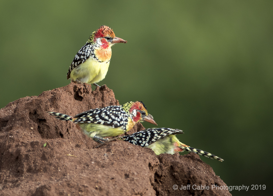 Jeff Cable's Blog The Amazing Birds of Tanzania
