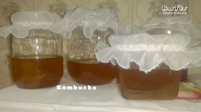 Kombuchá Alimento Probiótico