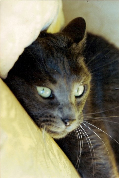 If Cat Food Was Bad Would All My Cats Vomit If Cat Food Was Bad Would All My Cats Vomit